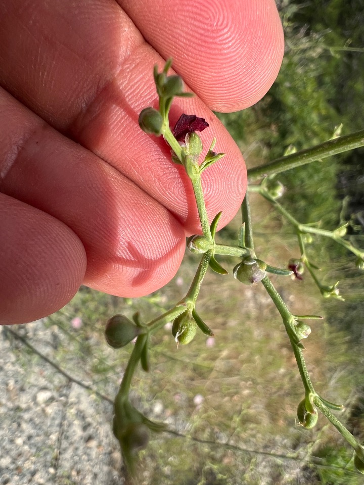 Scrophularia xanthoglossa