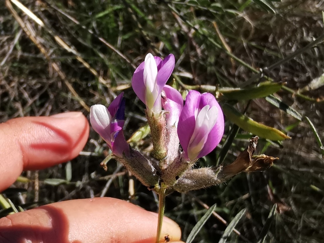 Astragalus viridis