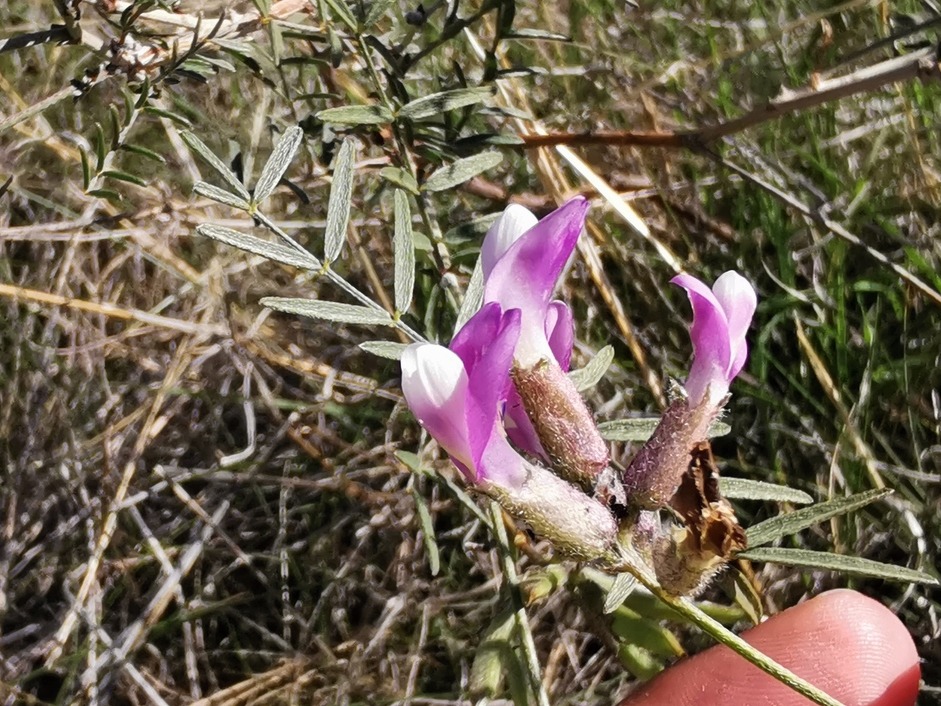 Astragalus viridis