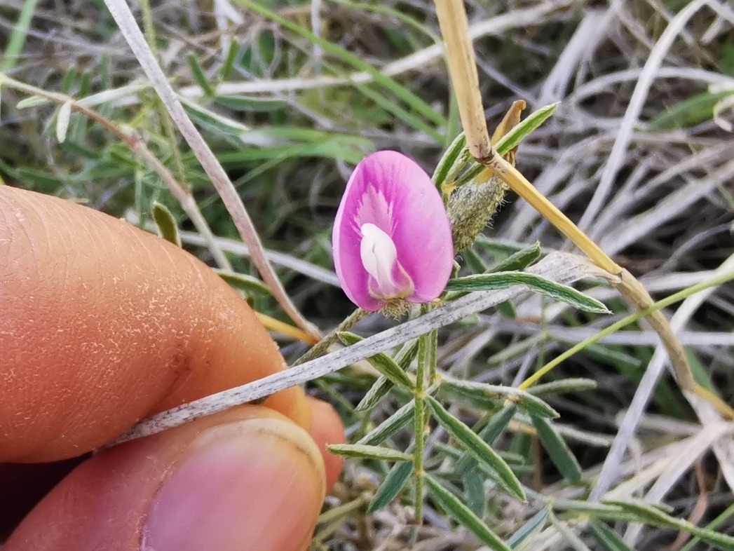 Astragalus viridis