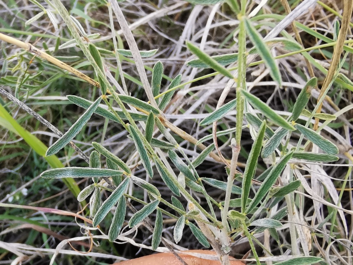 Astragalus viridis