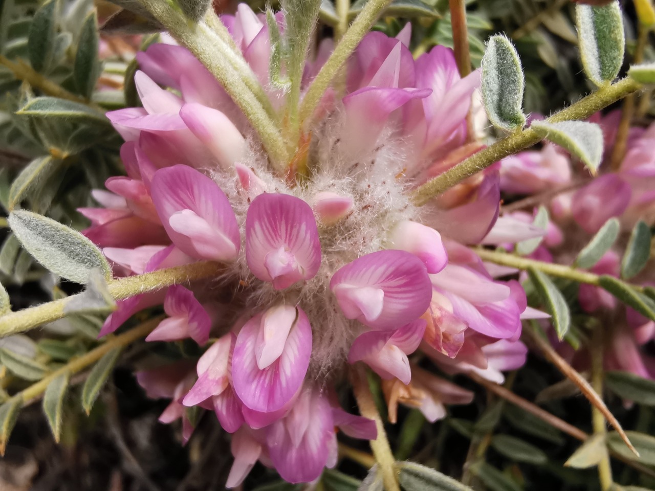 Astragalus tmoleus