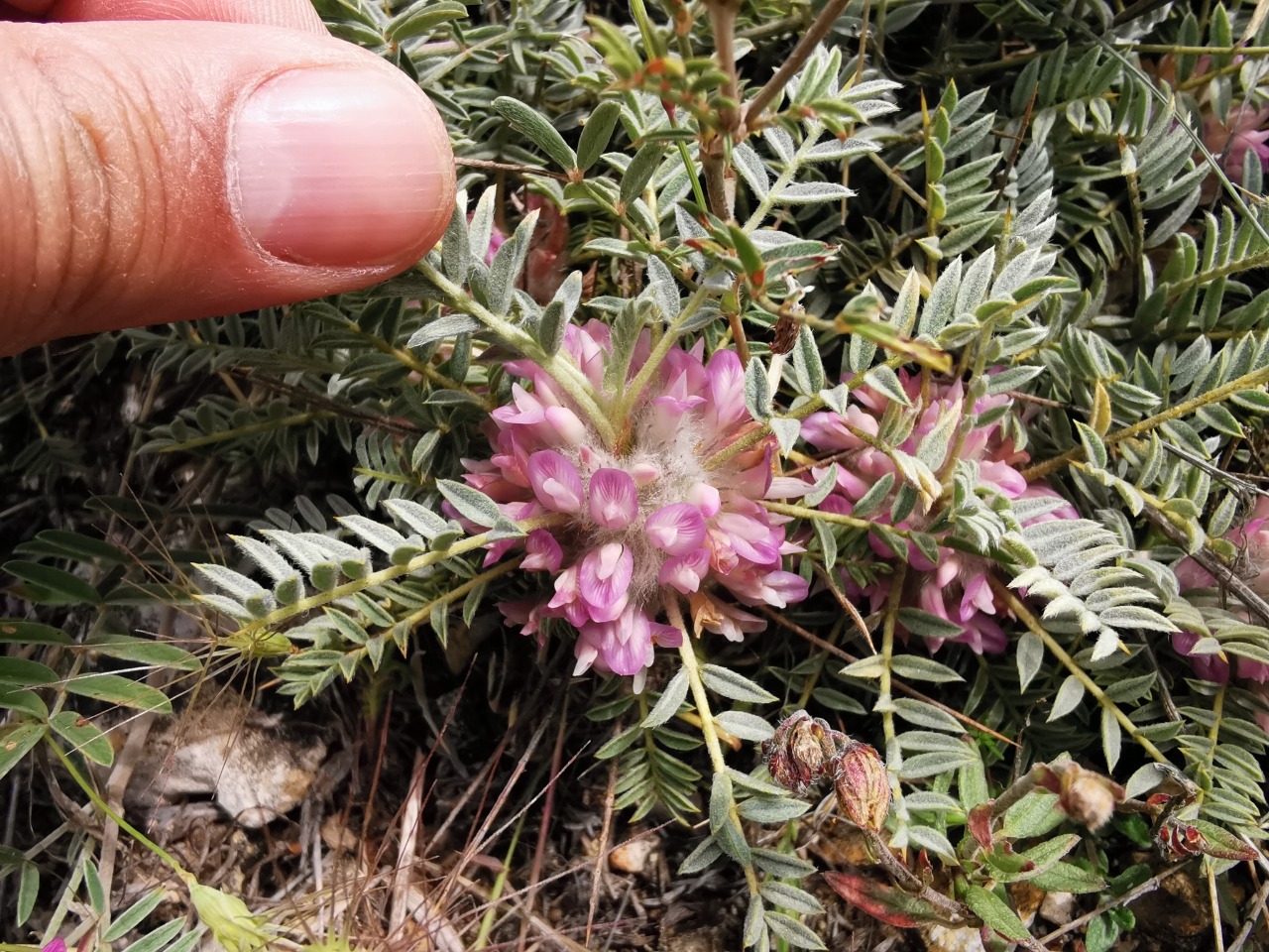 Astragalus tmoleus