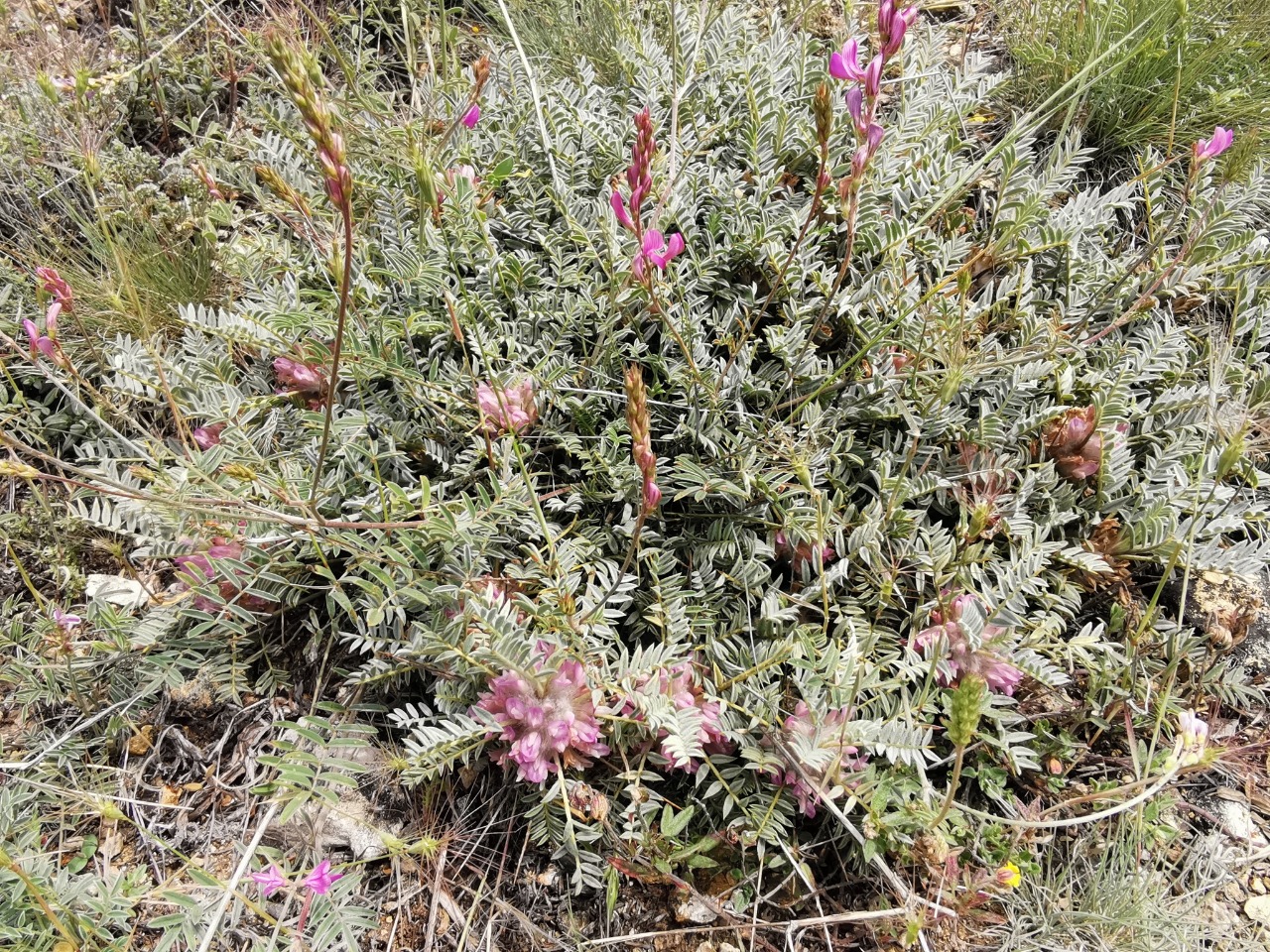 Astragalus tmoleus