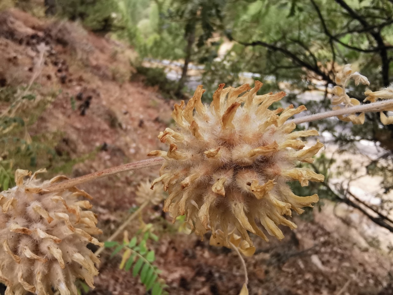 Astragalus panduratus