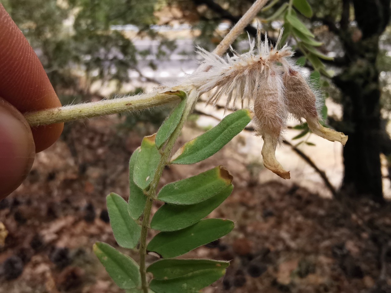 Astragalus panduratus