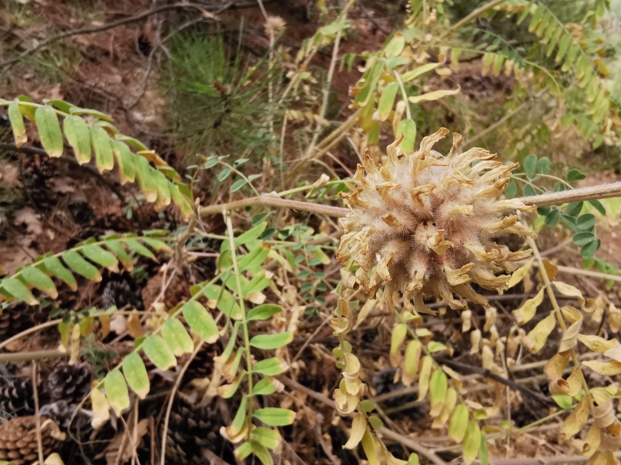 Astragalus panduratus