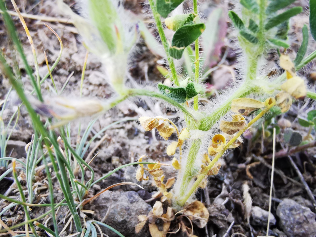 Astragalus camptoceras