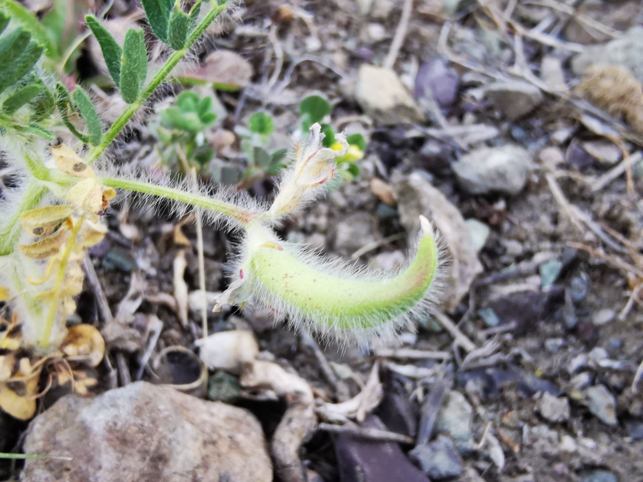 Astragalus camptoceras