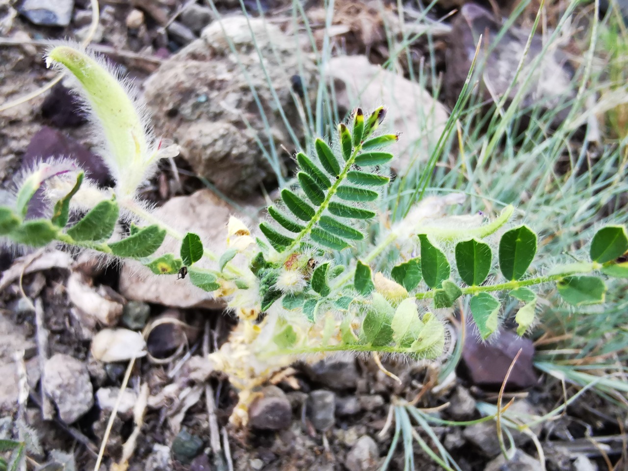 Astragalus camptoceras