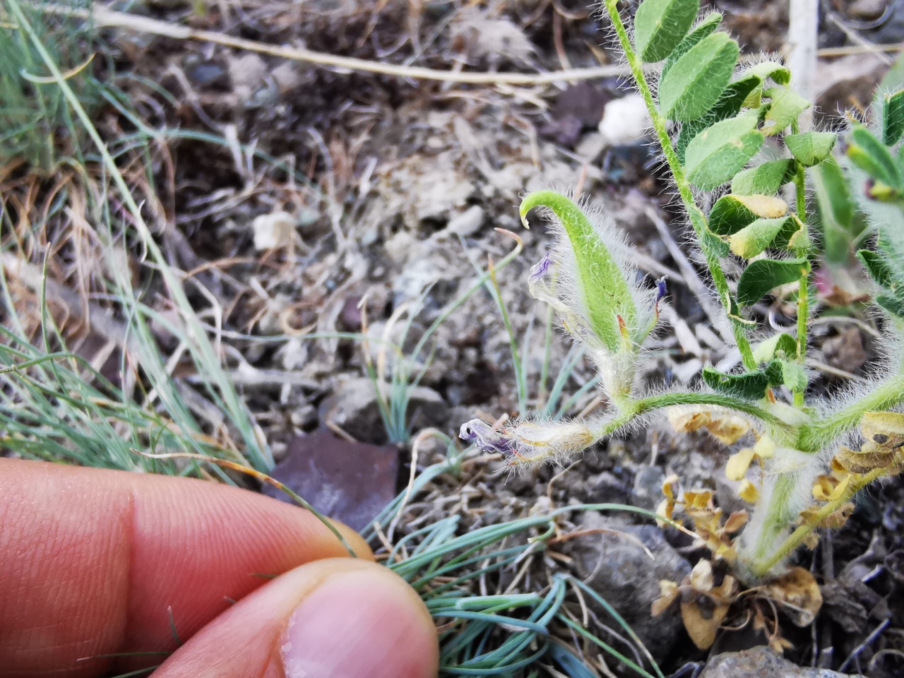 Astragalus camptoceras