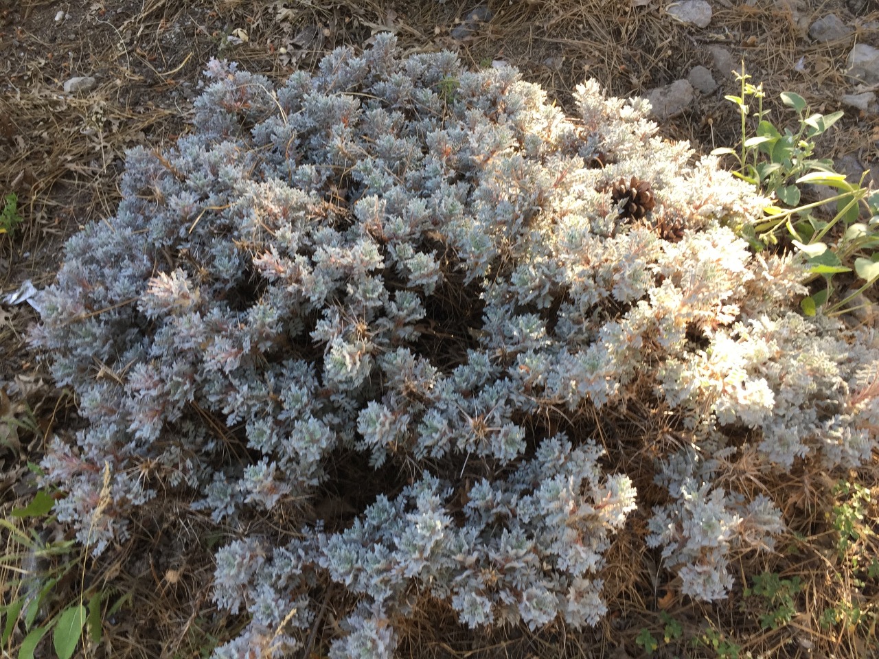 Astragalus amblolepis