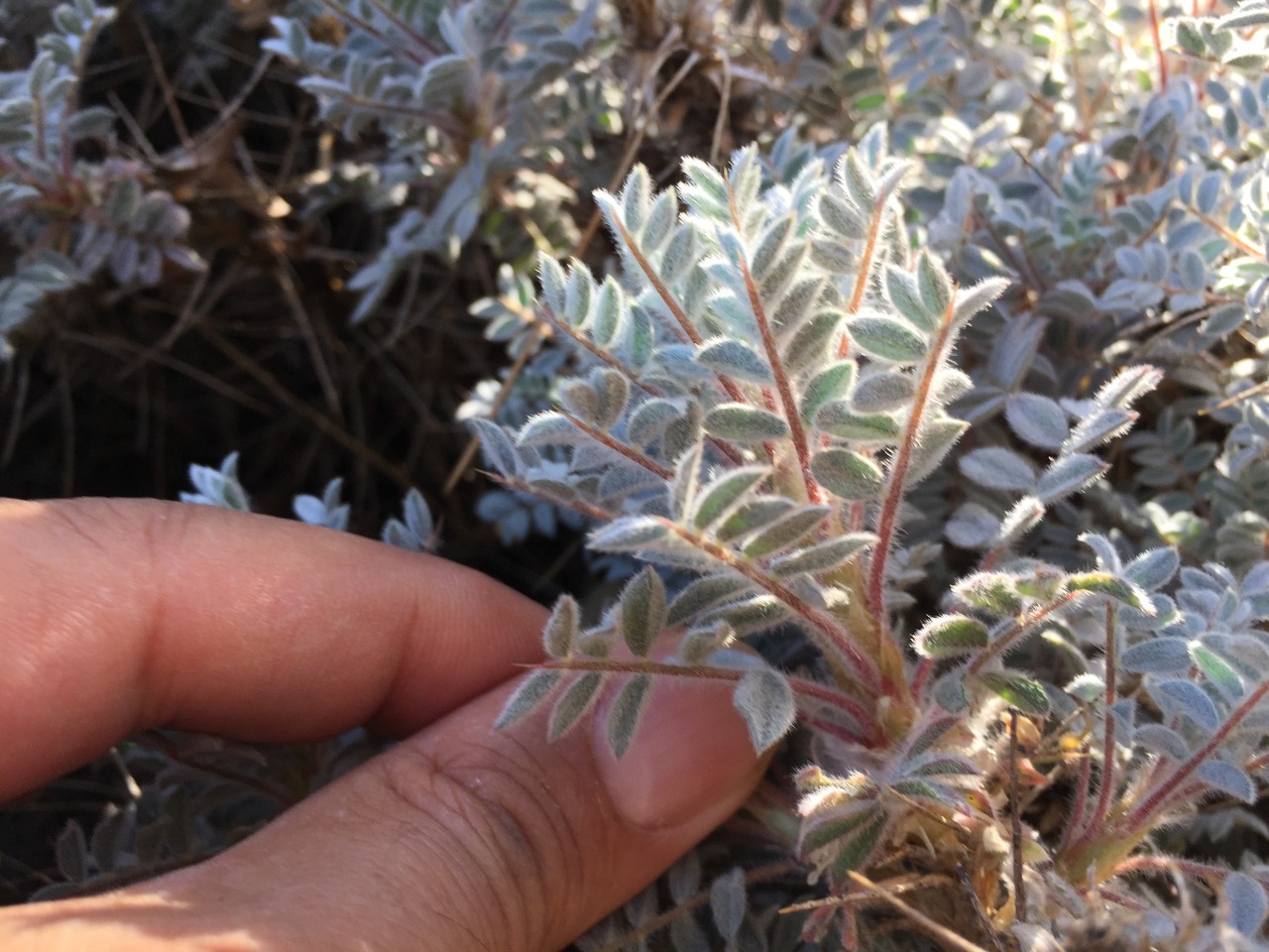 Astragalus amblolepis