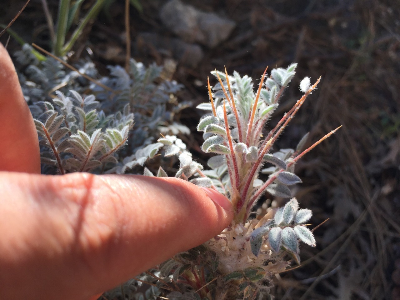 Astragalus amblolepis