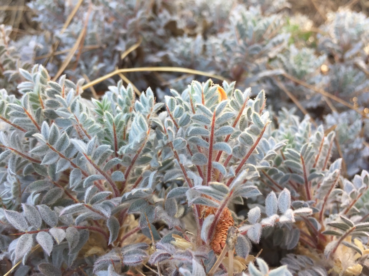 Astragalus amblolepis