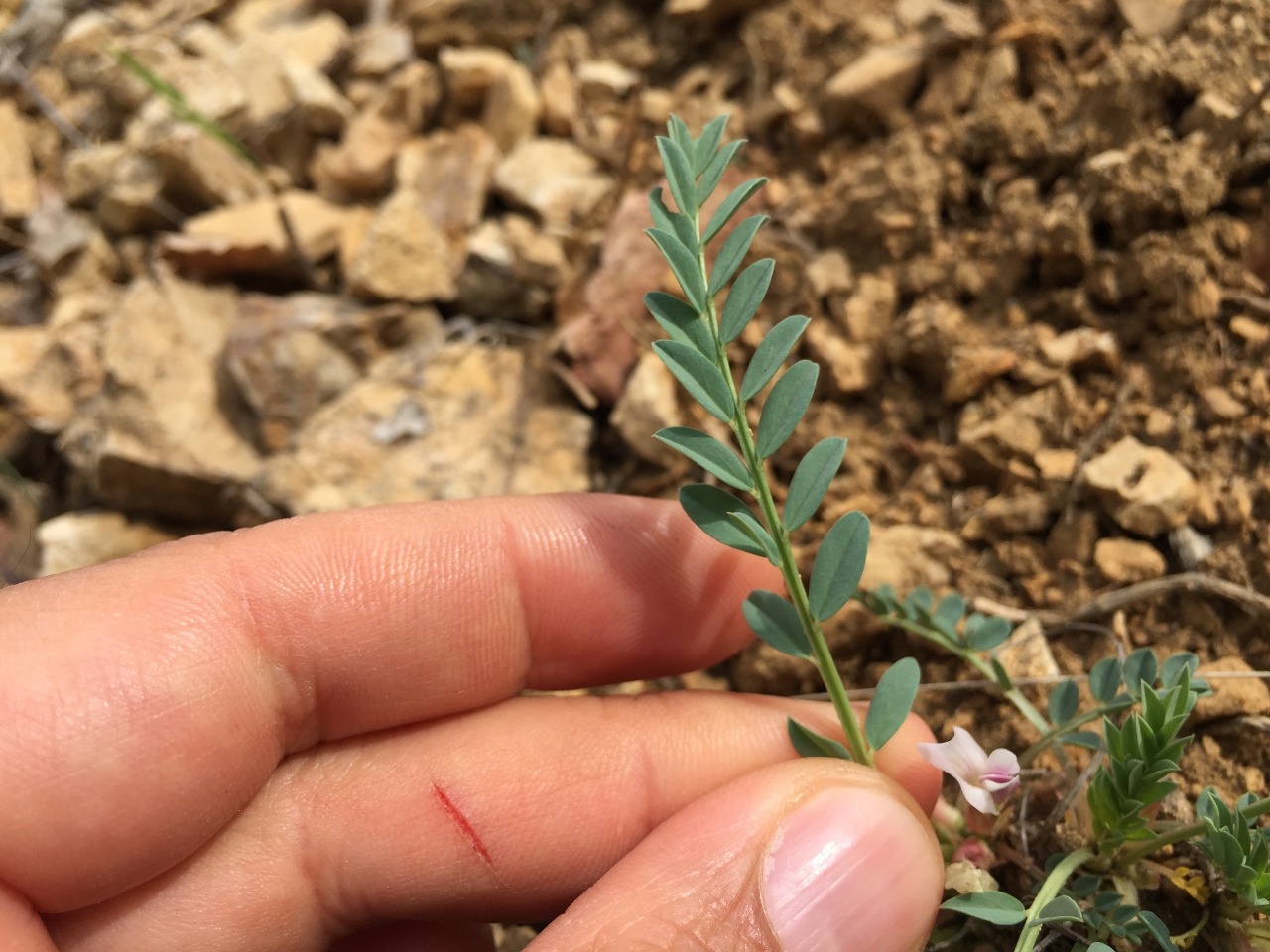 Astragalus chamaephaca