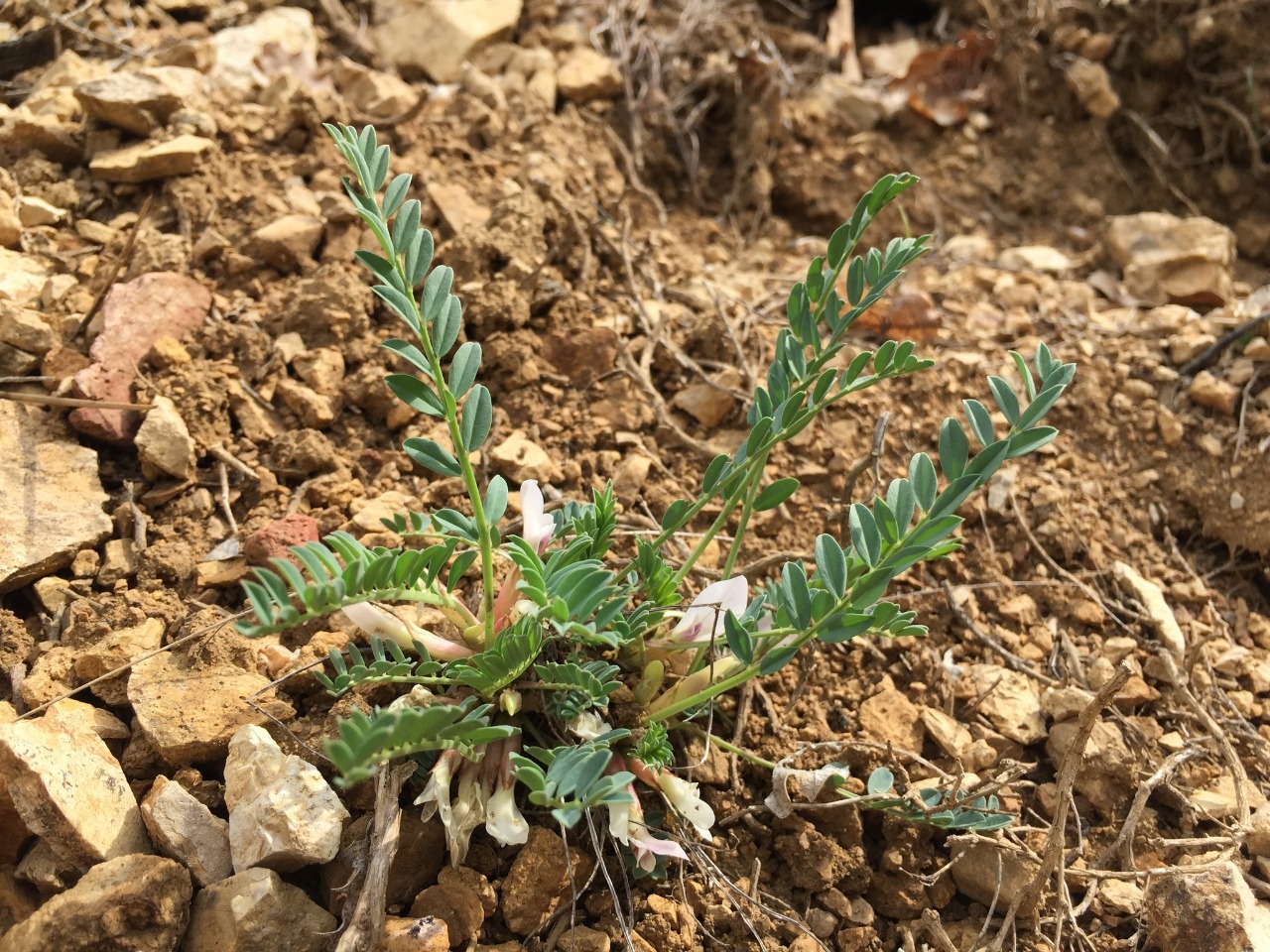 Astragalus chamaephaca