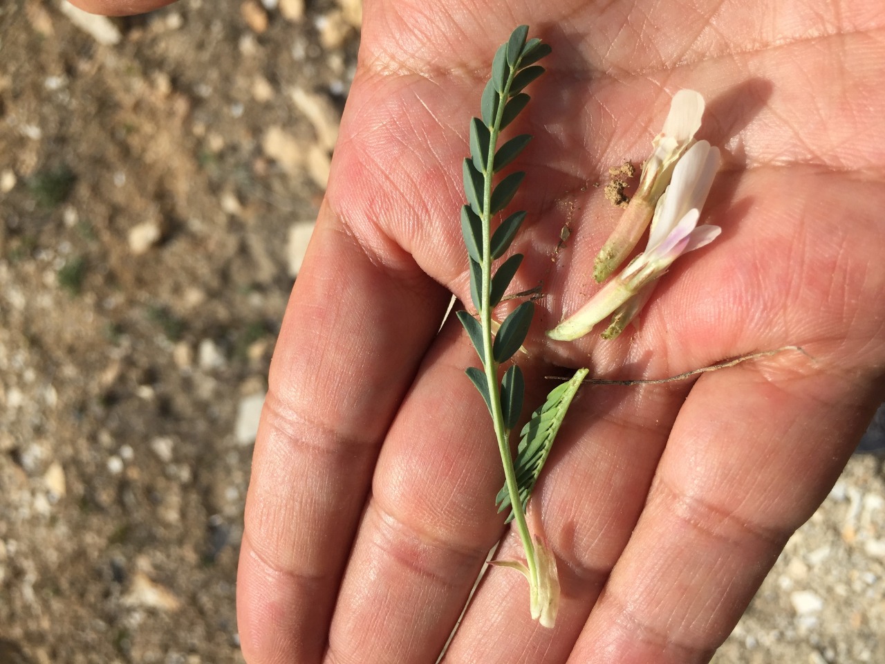 Astragalus chamaephaca