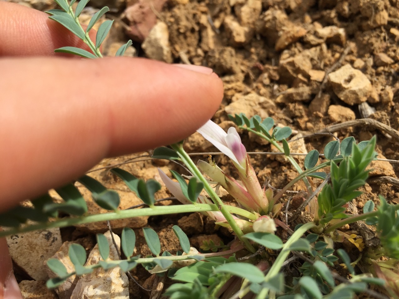 Astragalus chamaephaca