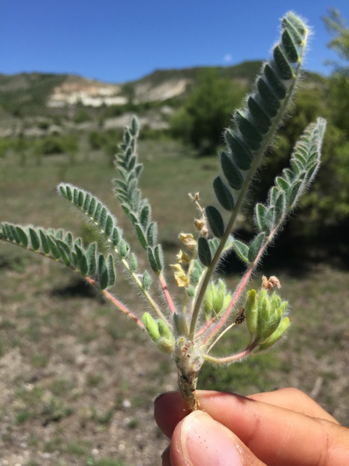 Astragalus bozakmanii