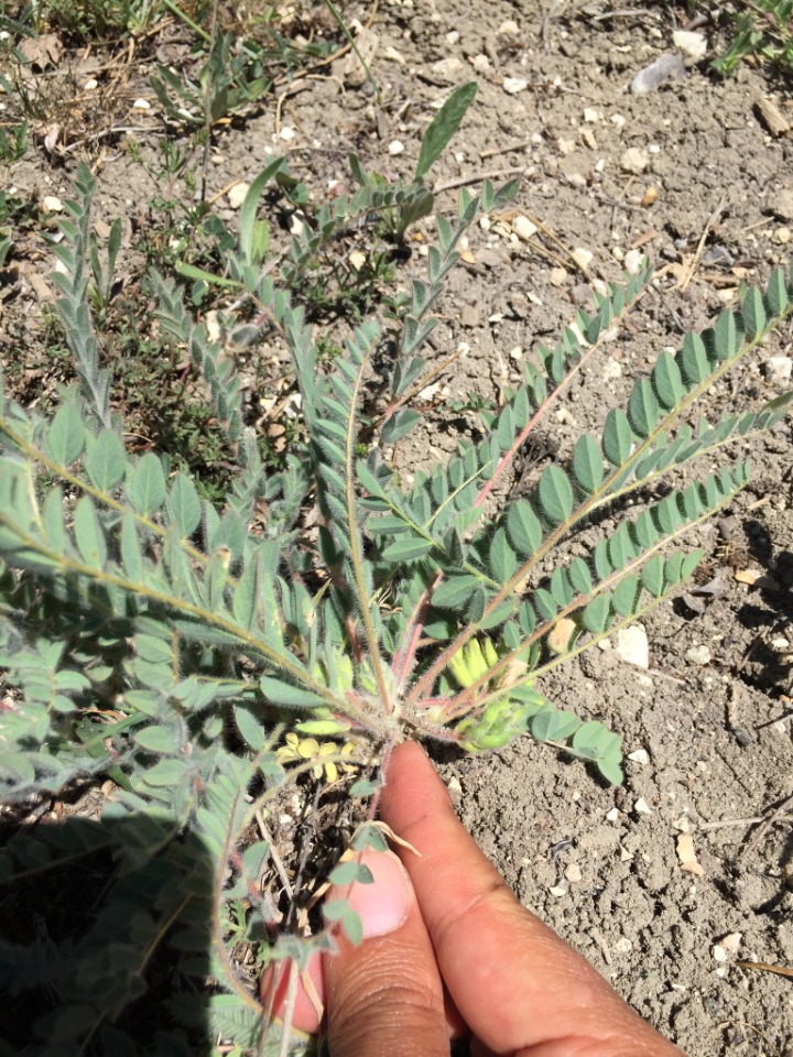 Astragalus bozakmanii