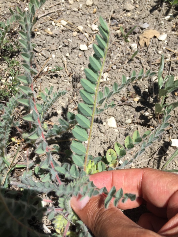 Astragalus bozakmanii