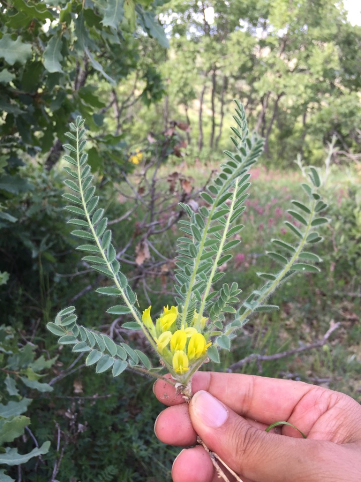 Astragalus trichostigma