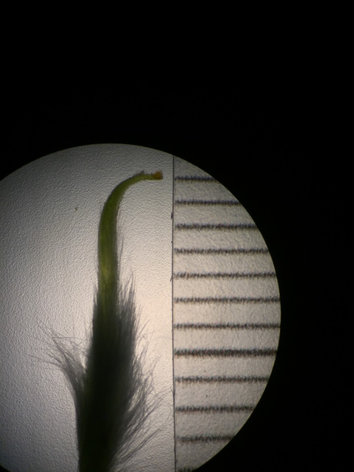 Astragalus trichostigma