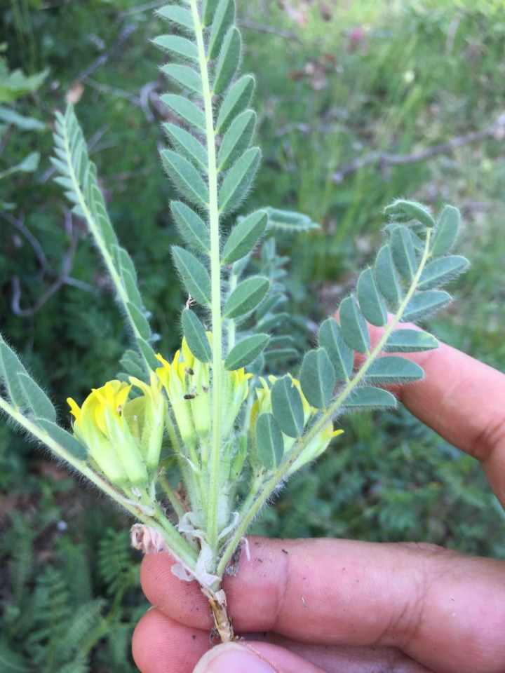 Astragalus trichostigma