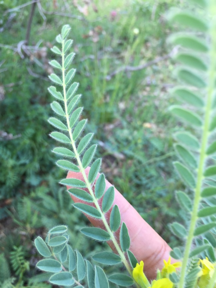 Astragalus trichostigma