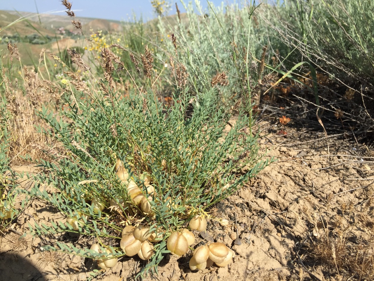 Astragalus acikirensis