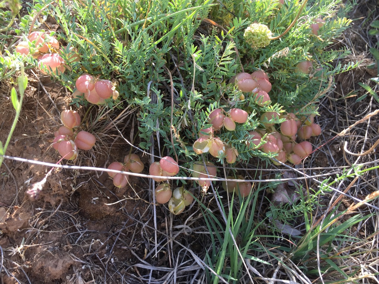 Astragalus acikirensis