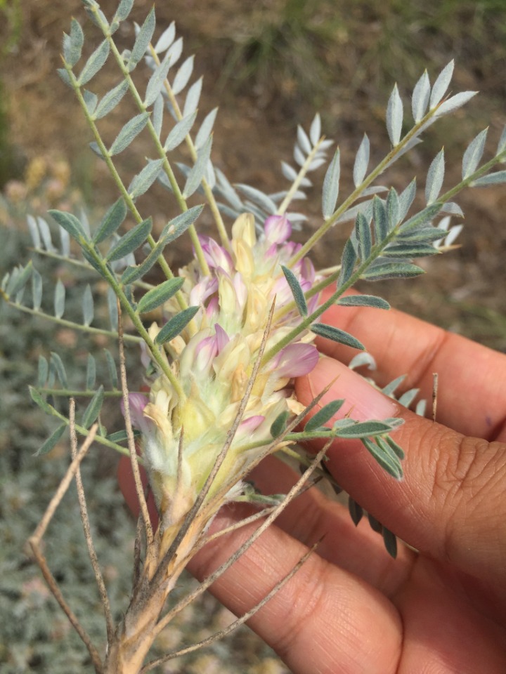 Astragalus micropterus