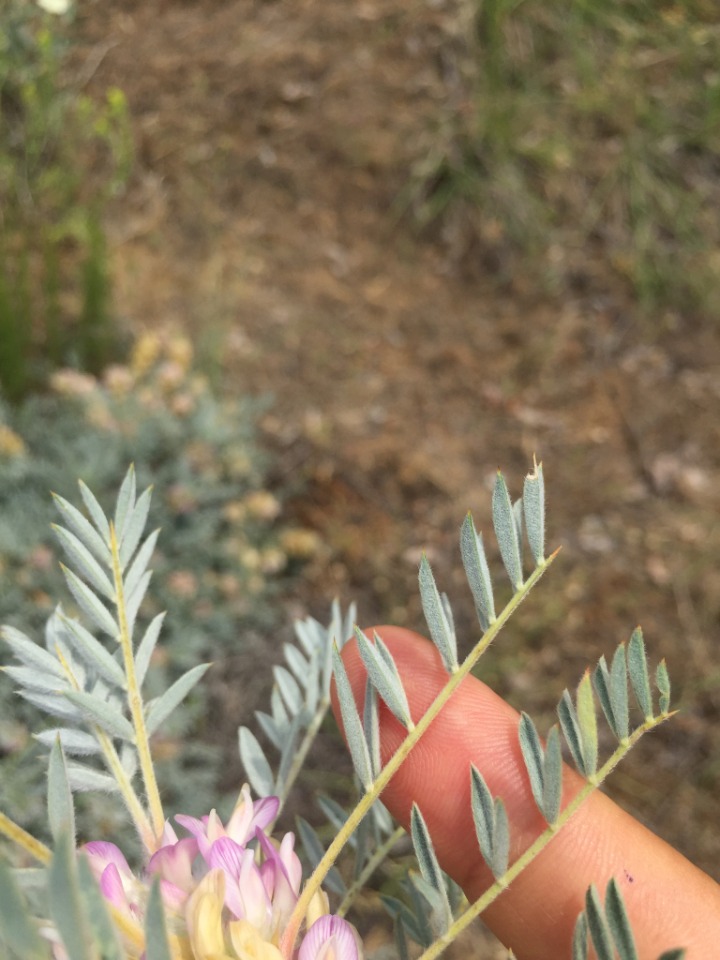 Astragalus micropterus