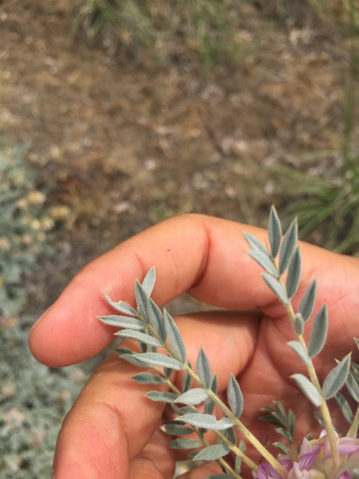 Astragalus micropterus