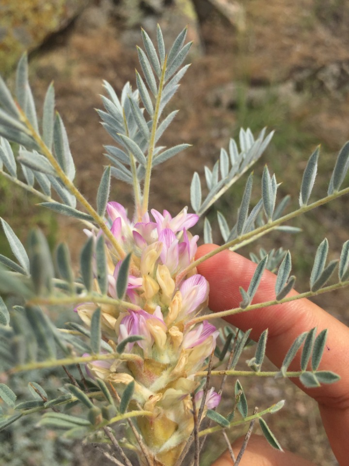 Astragalus micropterus