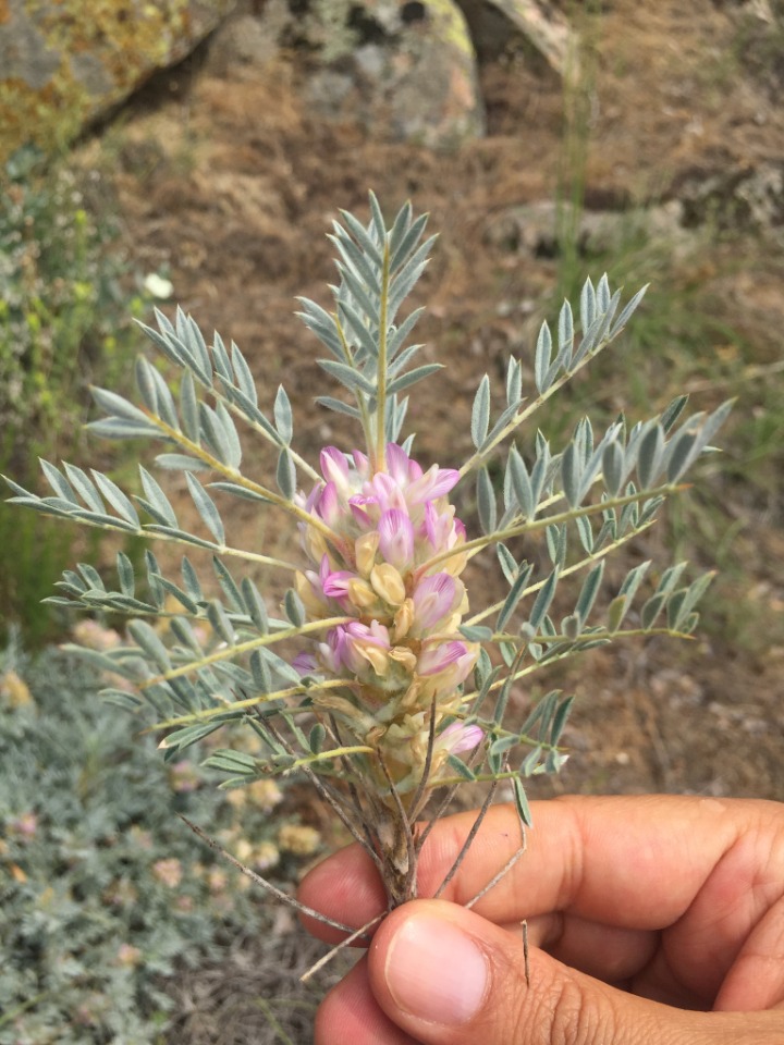 Astragalus micropterus