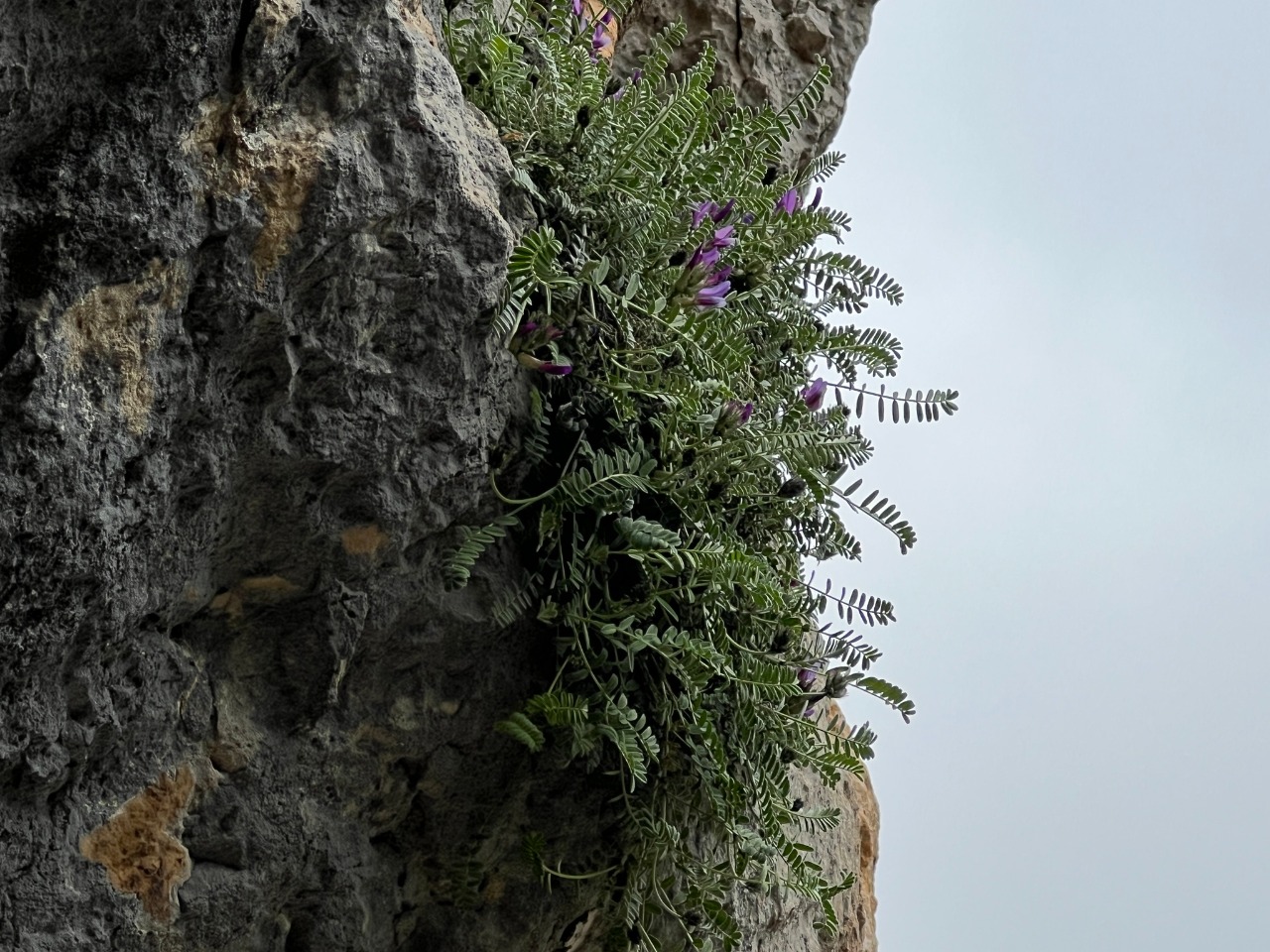 Astragalus cariensis