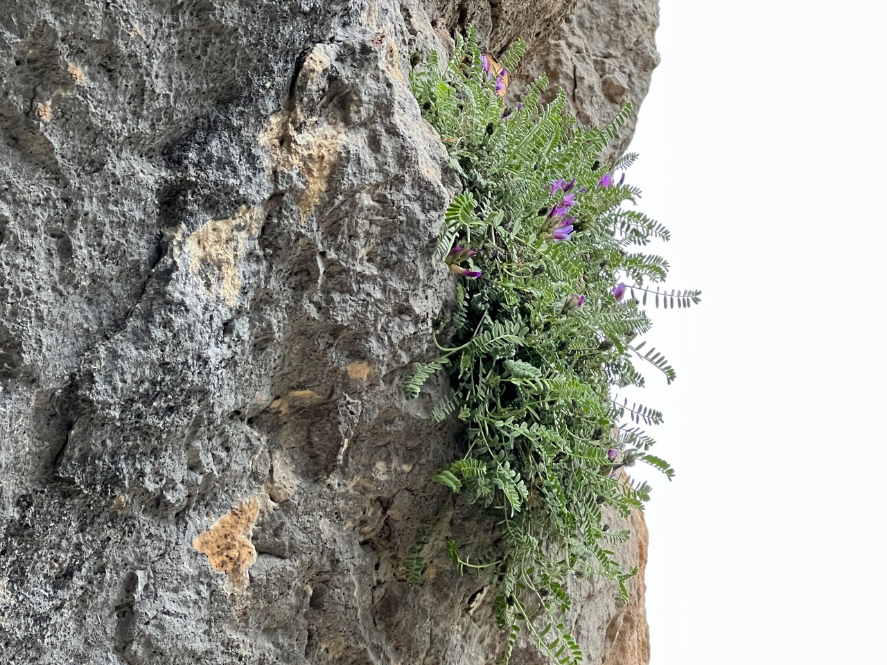 Astragalus cariensis