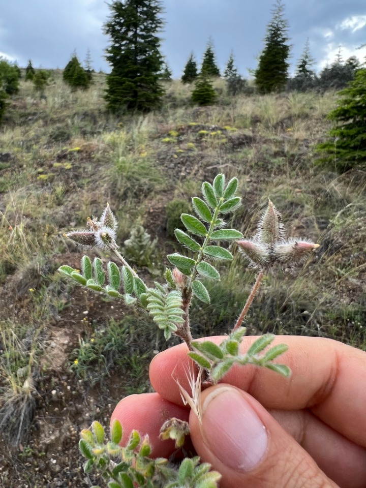 Astragalus stella