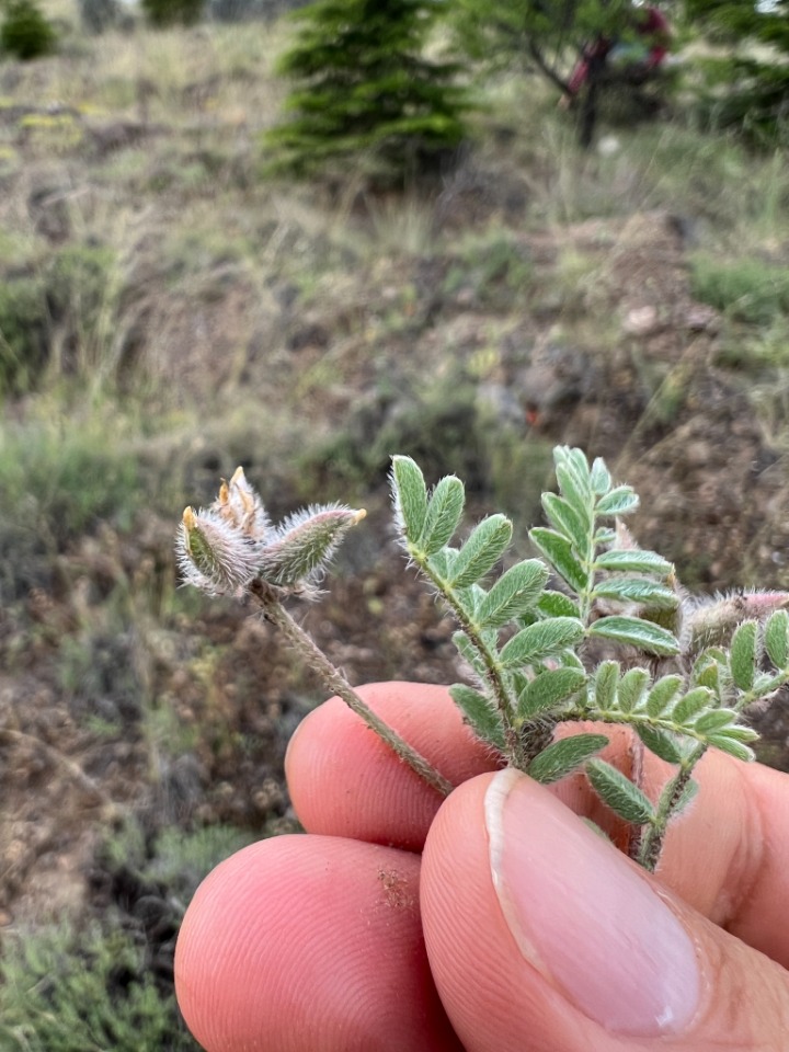 Astragalus stella