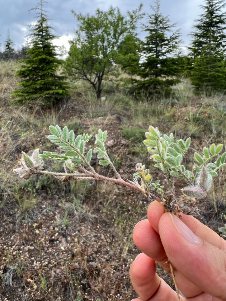 Astragalus stella