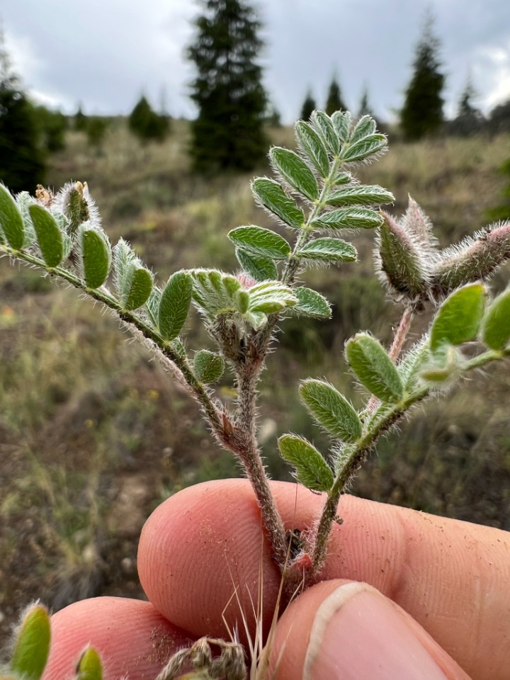 Astragalus stella