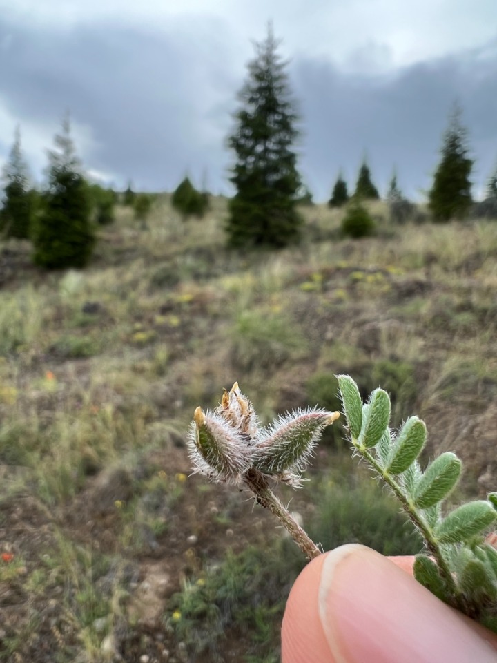 Astragalus stella