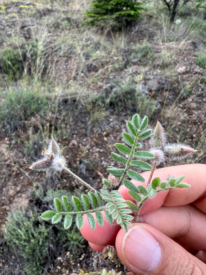 Astragalus stella