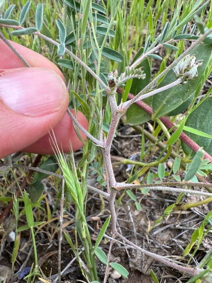 Astragalus oxyglottis