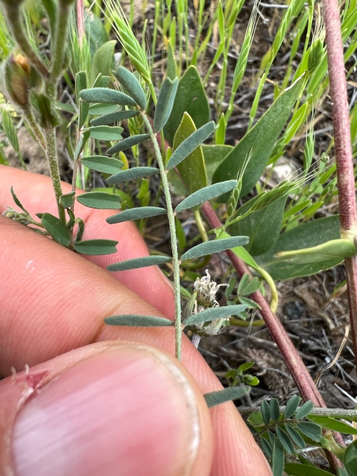 Astragalus oxyglottis