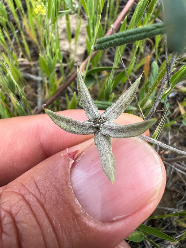 Astragalus oxyglottis