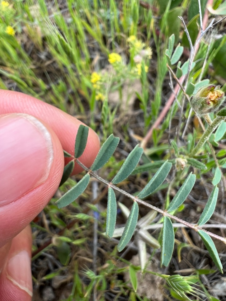 Astragalus oxyglottis