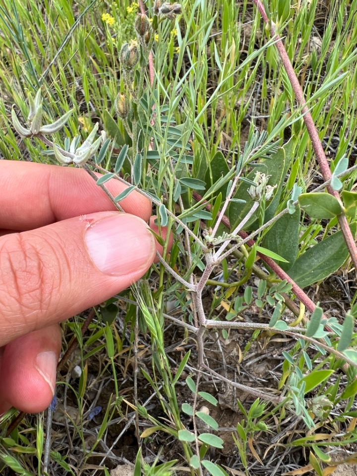 Astragalus oxyglottis